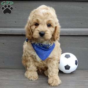 Tux, Cockapoo Puppy